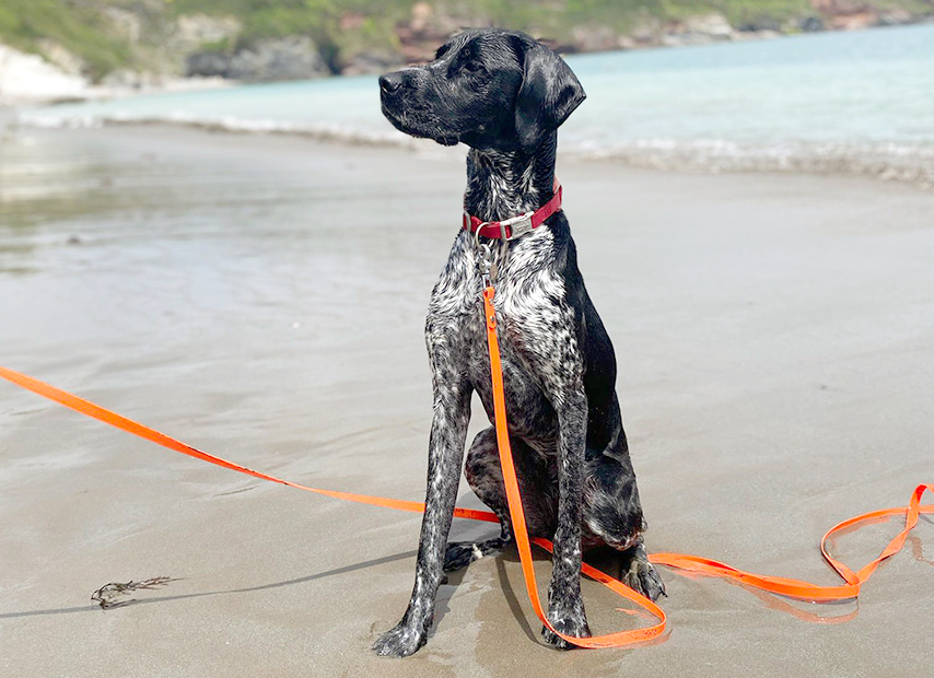 A photograph of Mia the German Short Haired Pointer after responding well to PRP therapy on the beach.